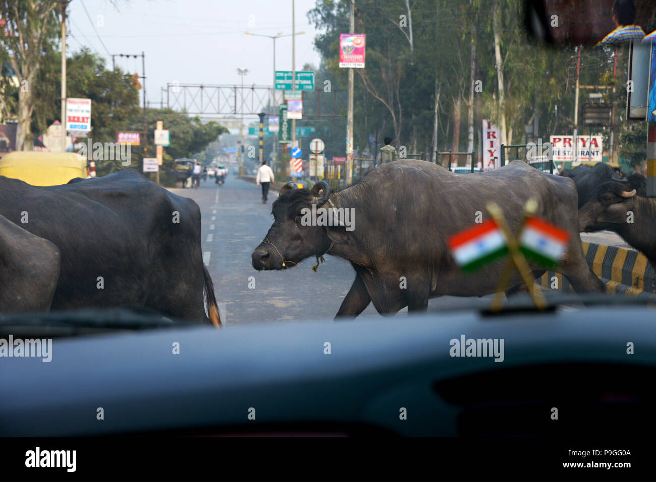 Kühe vor einem fahrenden Auto in Delhi Indien, aus dem fahrenden Fahrzeug fotografiert. Stockfoto