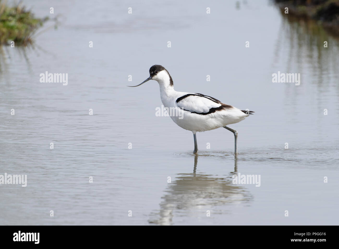 Pied Avocet - Recurvirostra avosetta Waten in Wasser Stockfoto