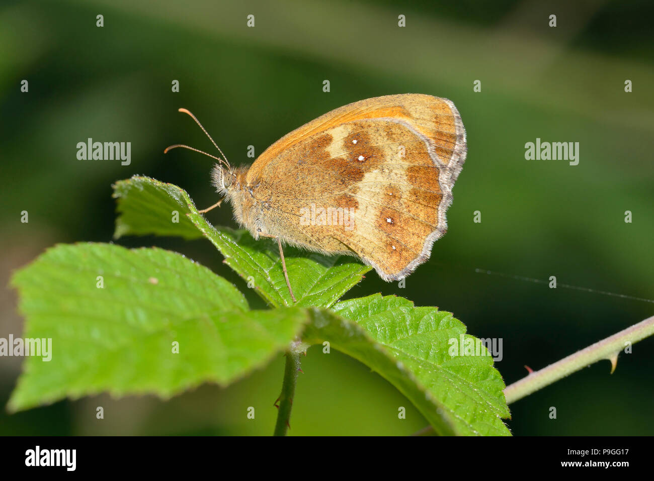 Hedge Braun oder Gatekeeper-pyrausta Tithonus am Dornbusch Blatt Stockfoto