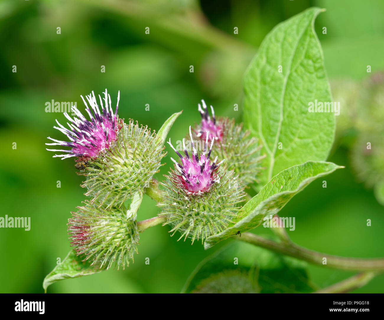 Geringerem Klette Blumen - Arctium minus Woodland Großanlage Stockfoto