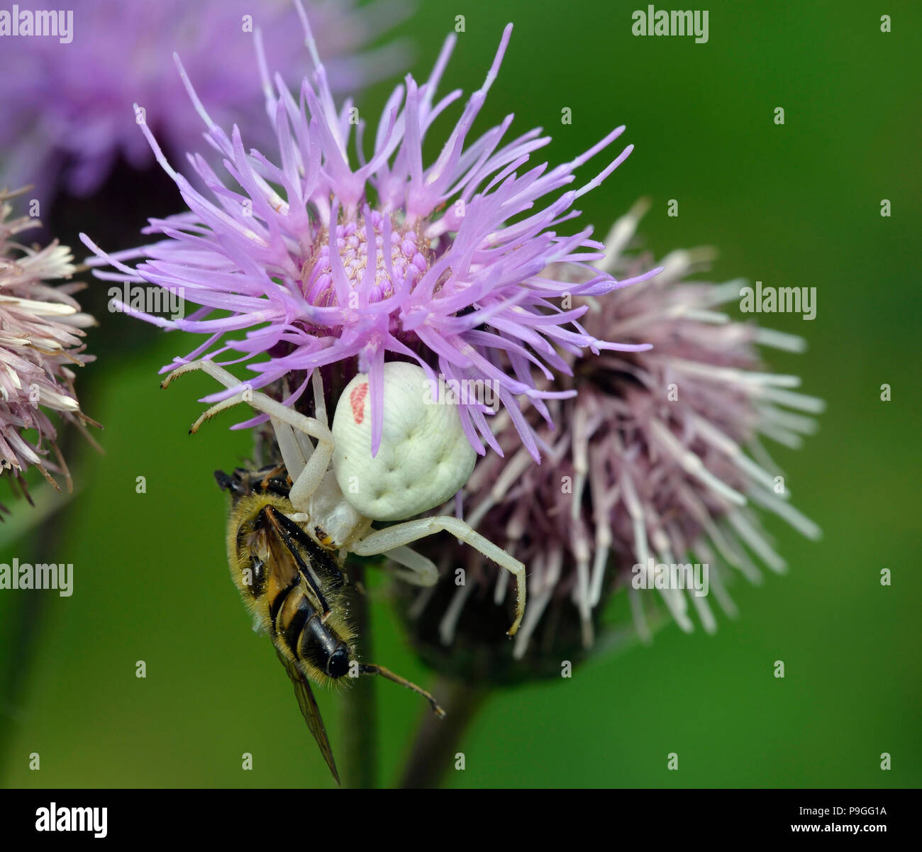 Weibliche Crab Spider - Misumena vatia auf Creeping Thistle - Cirsium arvense mit Hoverfly Beute - Eristalis sp Stockfoto