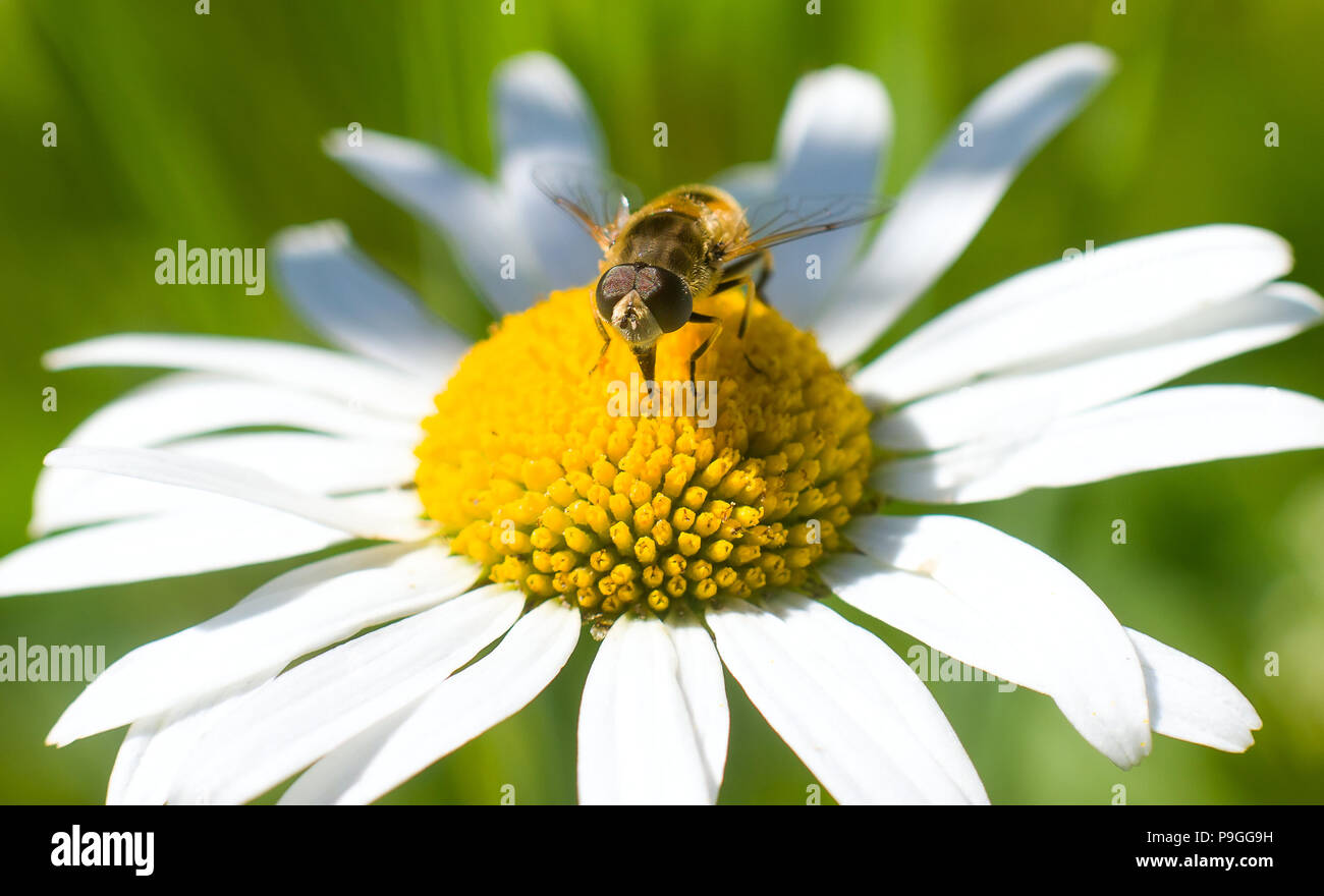 Insekt saß auf einer Blume Stockfoto