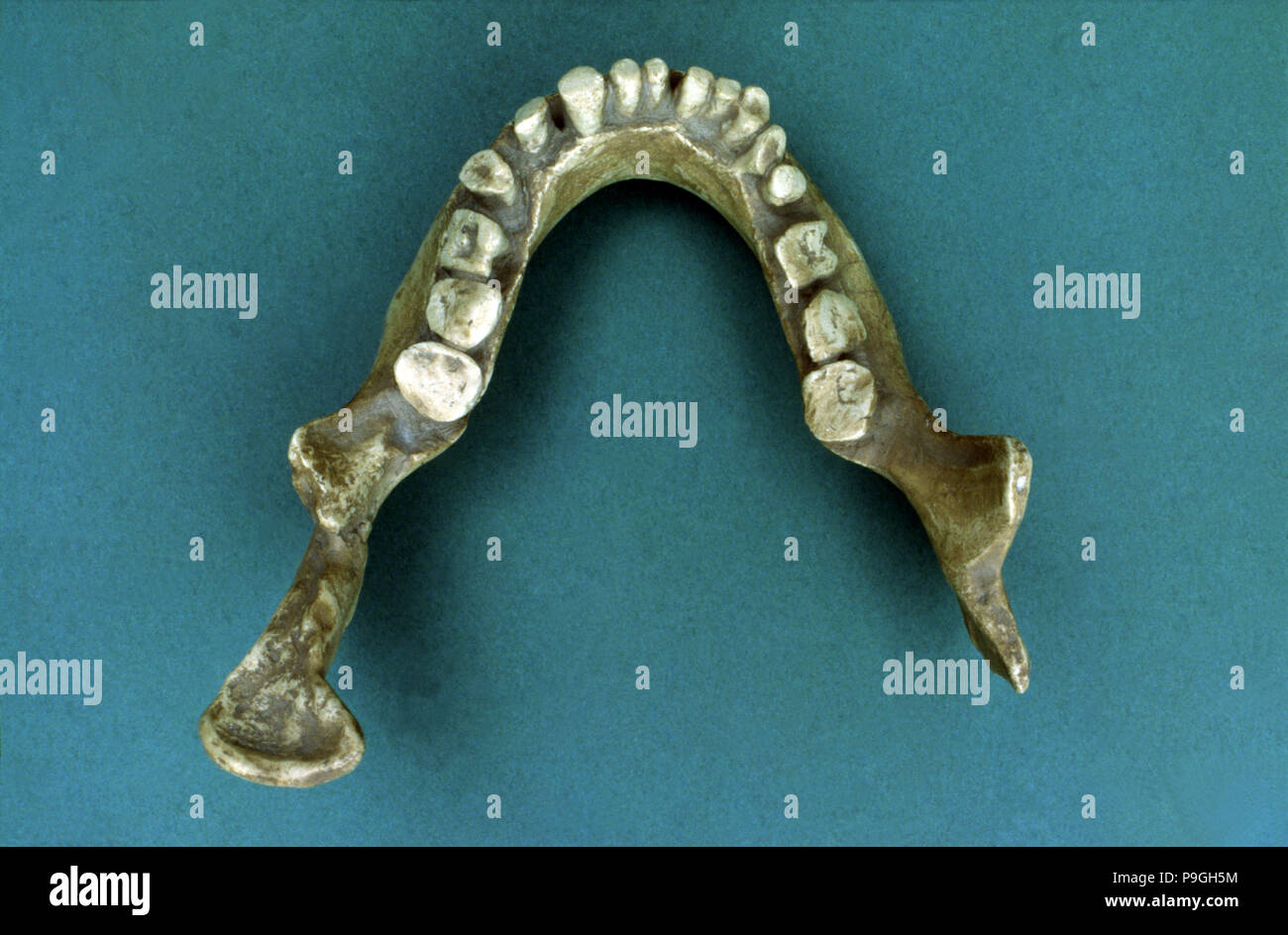 Die Reproduktion der "Kiefer von Banyoles", Kiefer - Neanderthal 1887 von Pere Alsius in… Stockfoto