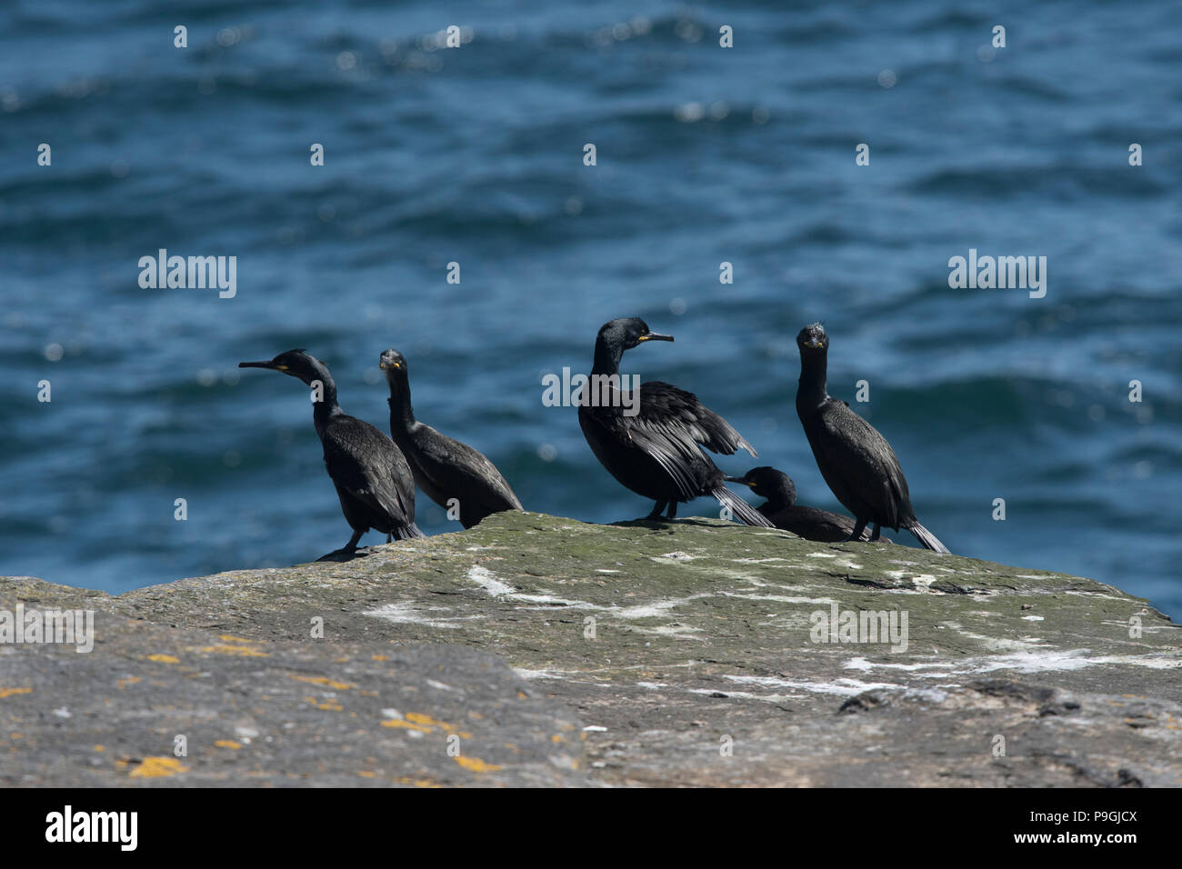 Shag (Phalacrocorax aristotelis), in der Gruppe über die Klippe Stockfoto