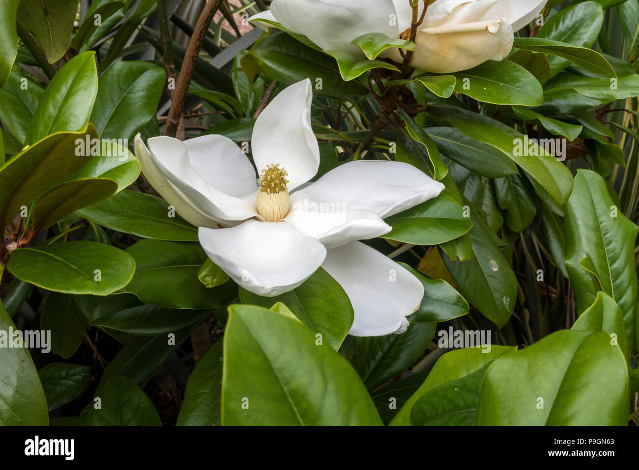Enorme Blume eines Magnolia grandiflora Edith Bogue Stockfoto