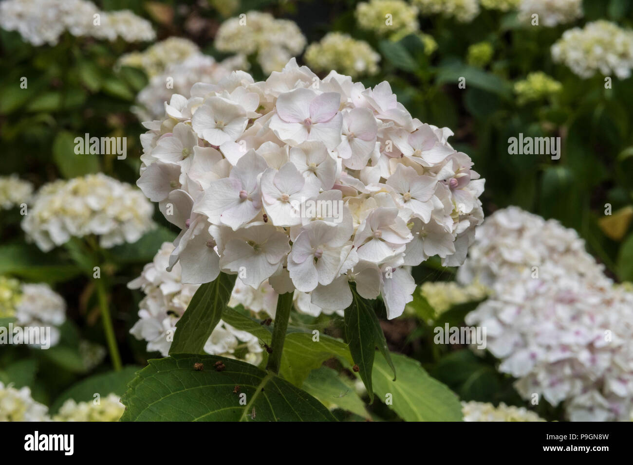 Weiß lacecap Hydrangea Macrophylla Lanarth White Stockfoto