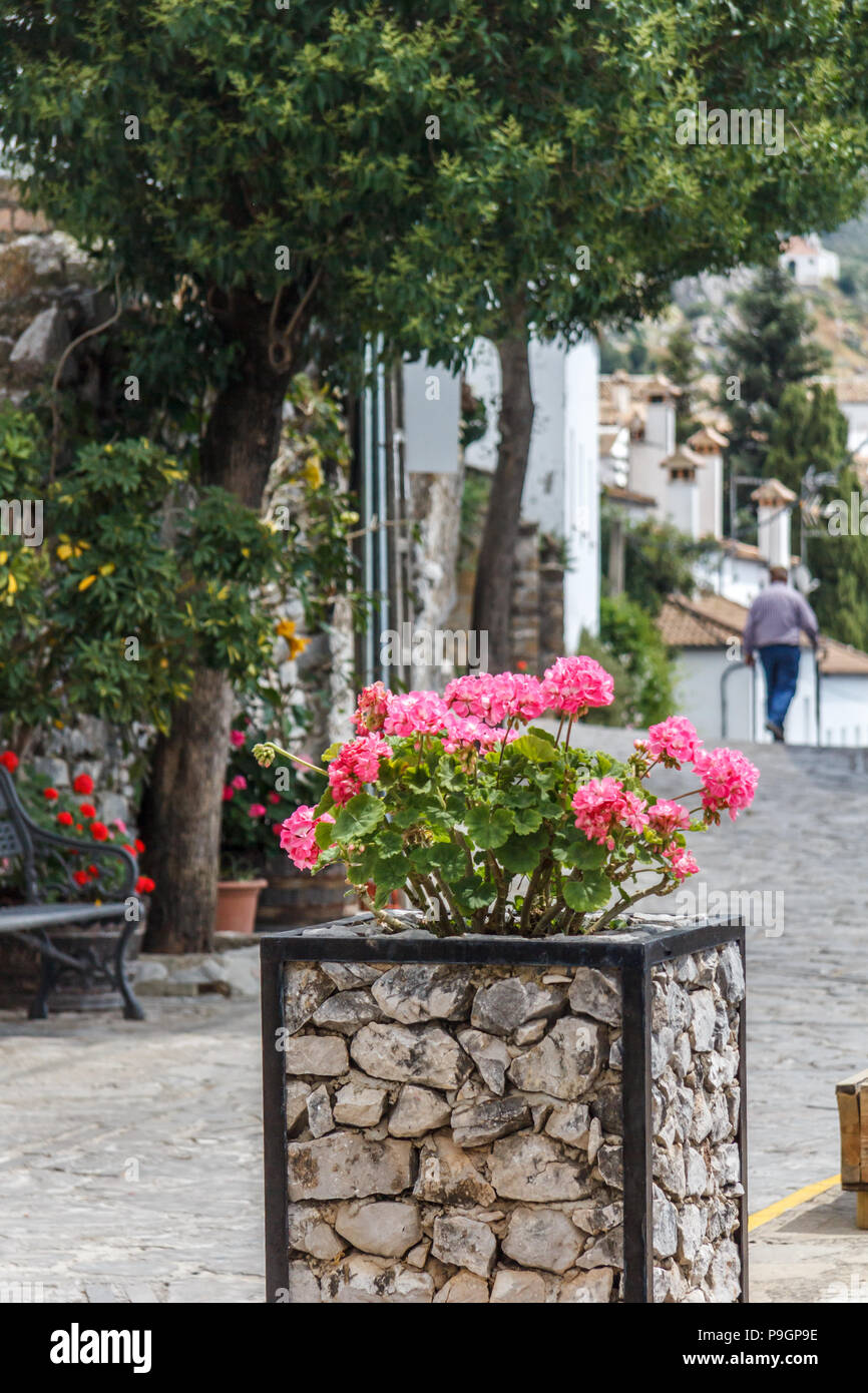 Blumen in einem plantpot mit man zu Fuß in der Ferne, Benaocaz, Provinz Cadiz, Spanien Stockfoto