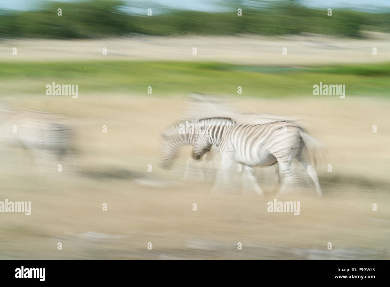 Zebra und Landschaft abstrakte Reisen Bild in motion blur Langsam gehen über Landschaft. Stockfoto