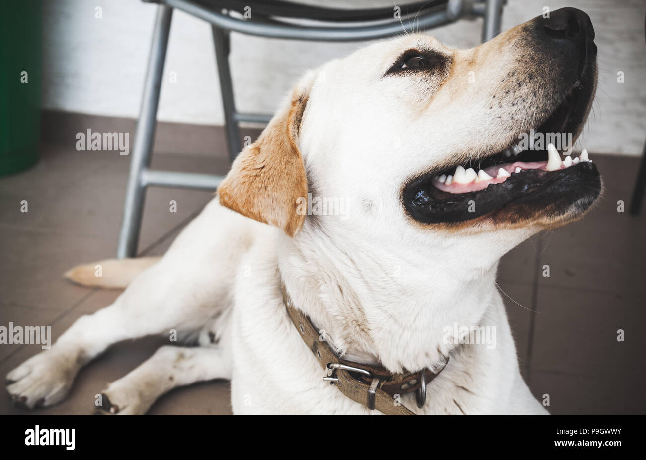 Close-up Portrait von weißer Labrador Retriever mit offenen Mund Stockfoto