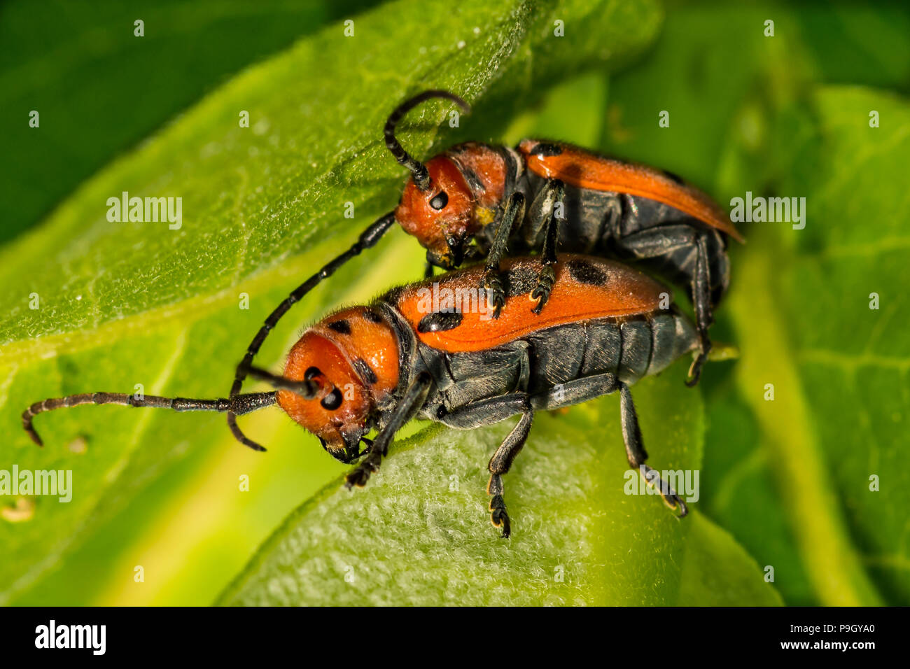 Rote Seidenpflanze Käfer (Tetraopes tetrophthalmus) Stockfoto