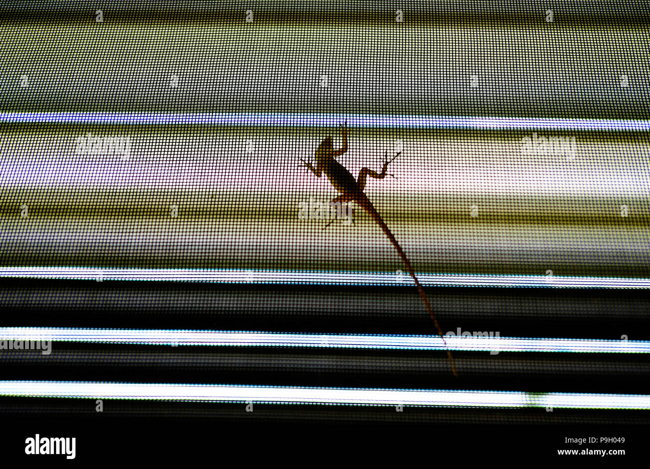 Ein Gecko in einem Fenster auf dem Bildschirm. Stockfoto