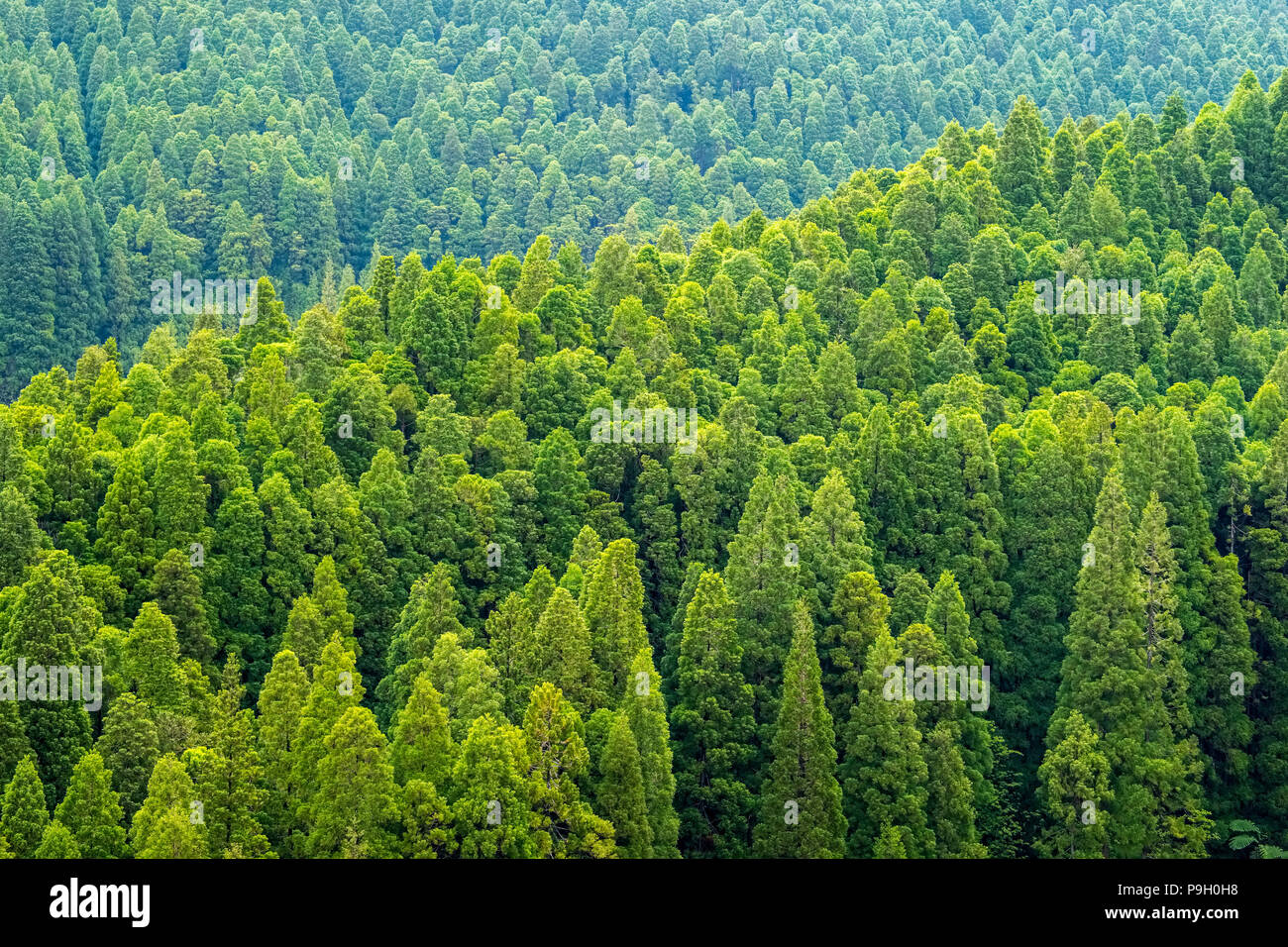Wälder an den Hängen des Pico da Vara, Sao Miguel, Azoren Stockfoto