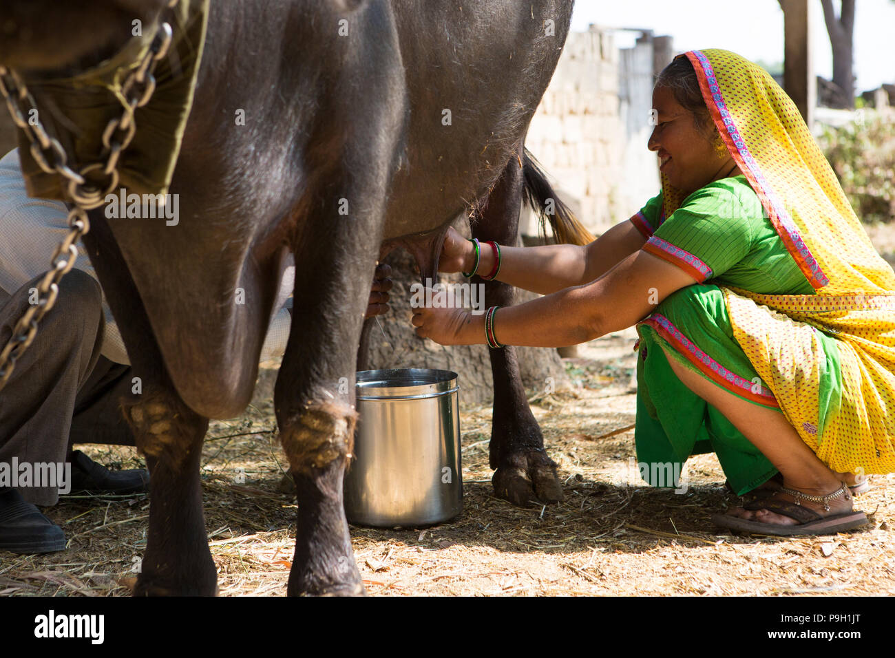 Eine Frau, die ihre Kuh melken auf ihrem Bauernhof in Ahmedabad, Indien. Stockfoto