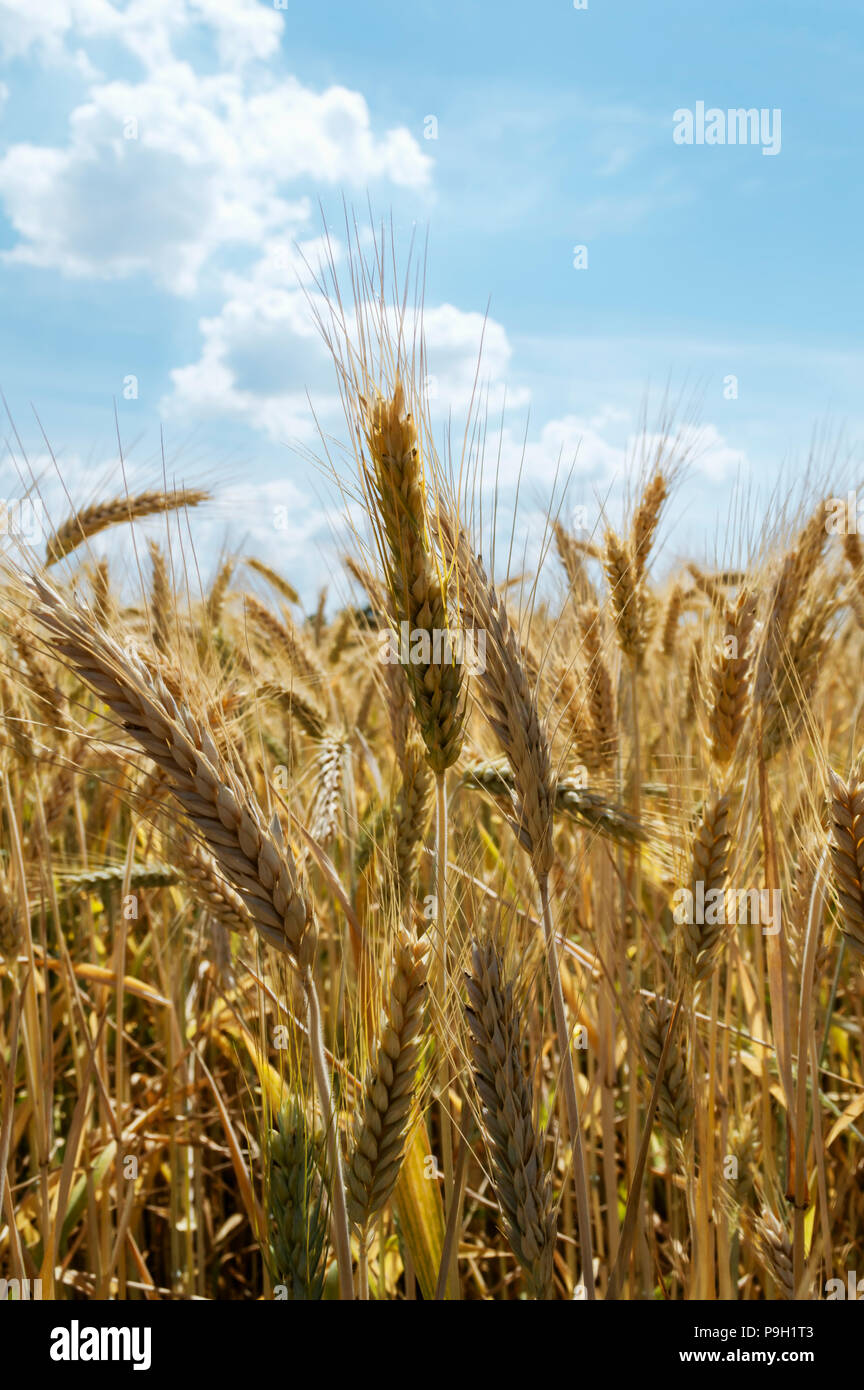 Schöne Gerstenfeld im Zeitraum Ernte auf Hintergrund bewölkten Himmel. Landwirtschaftliche Konzept Stockfoto