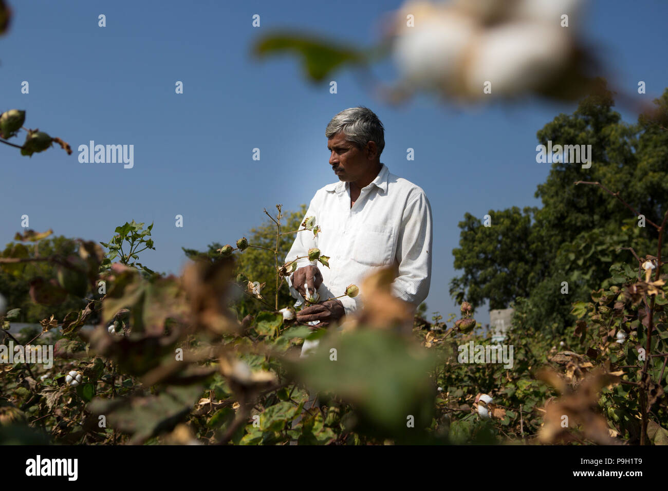 Ein Landwirt aus Baumwolle Baumwolle pflücken auf seiner Farm in Ahmedabad, Indien. Stockfoto