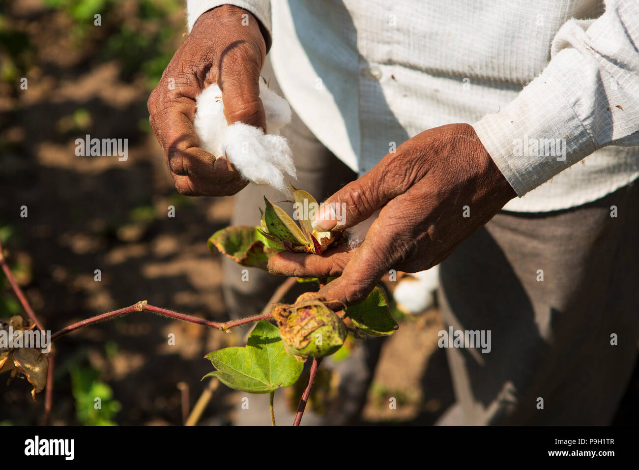 Eine Nahaufnahme eines männlichen Bauern Hände pflücken Baumwolle Bio Baumwolle auf einem Bauernhof in Ahmedabad, Indien. Stockfoto