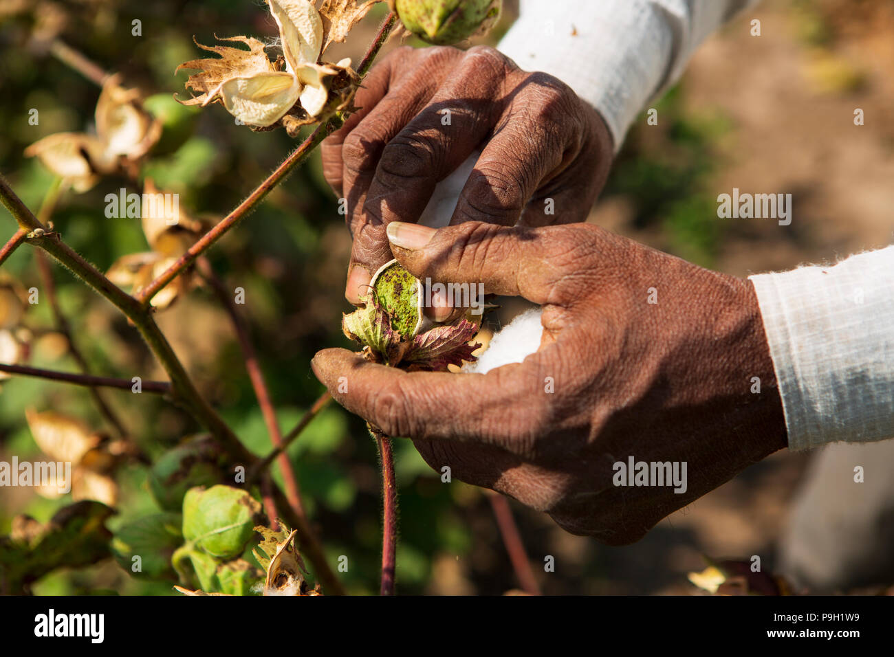 Eine Nahaufnahme eines männlichen Bauern Hände pflücken Baumwolle Bio Baumwolle auf einem Bauernhof in Ahmedabad, Indien. Stockfoto