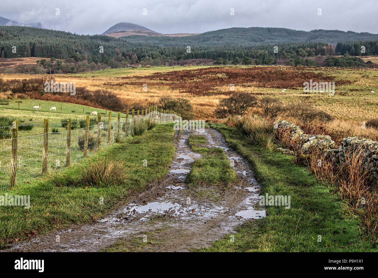 Schlammigen Feldweg über Machrie Moor auf der Isle of Arran, Schottland. Stockfoto