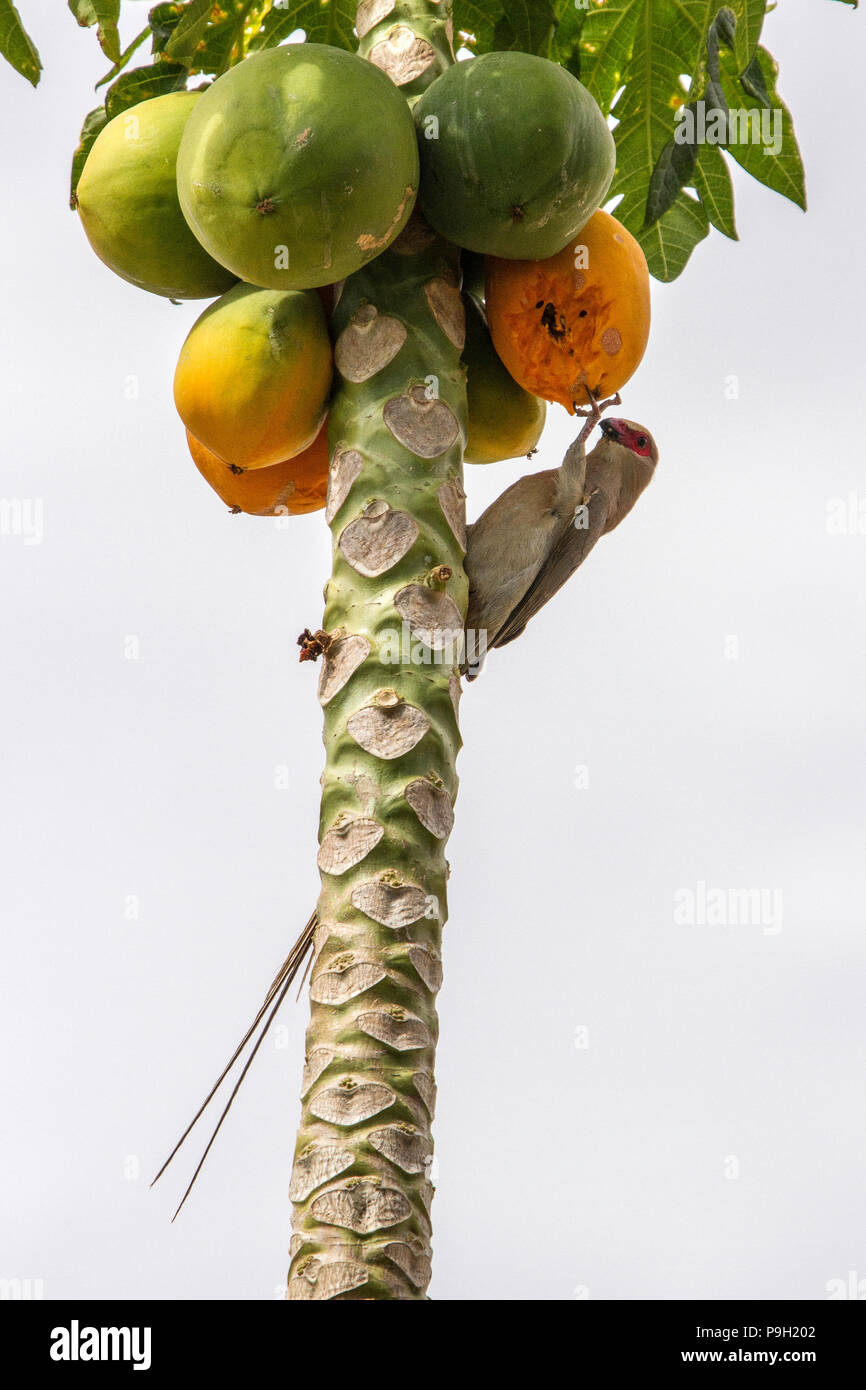 Baum - Paw-Paw Asimina triloba - mit grün und orange Obst und roten konfrontiert Maus Vogel - Urocolius indicus.. Portraitfotos Stockfoto