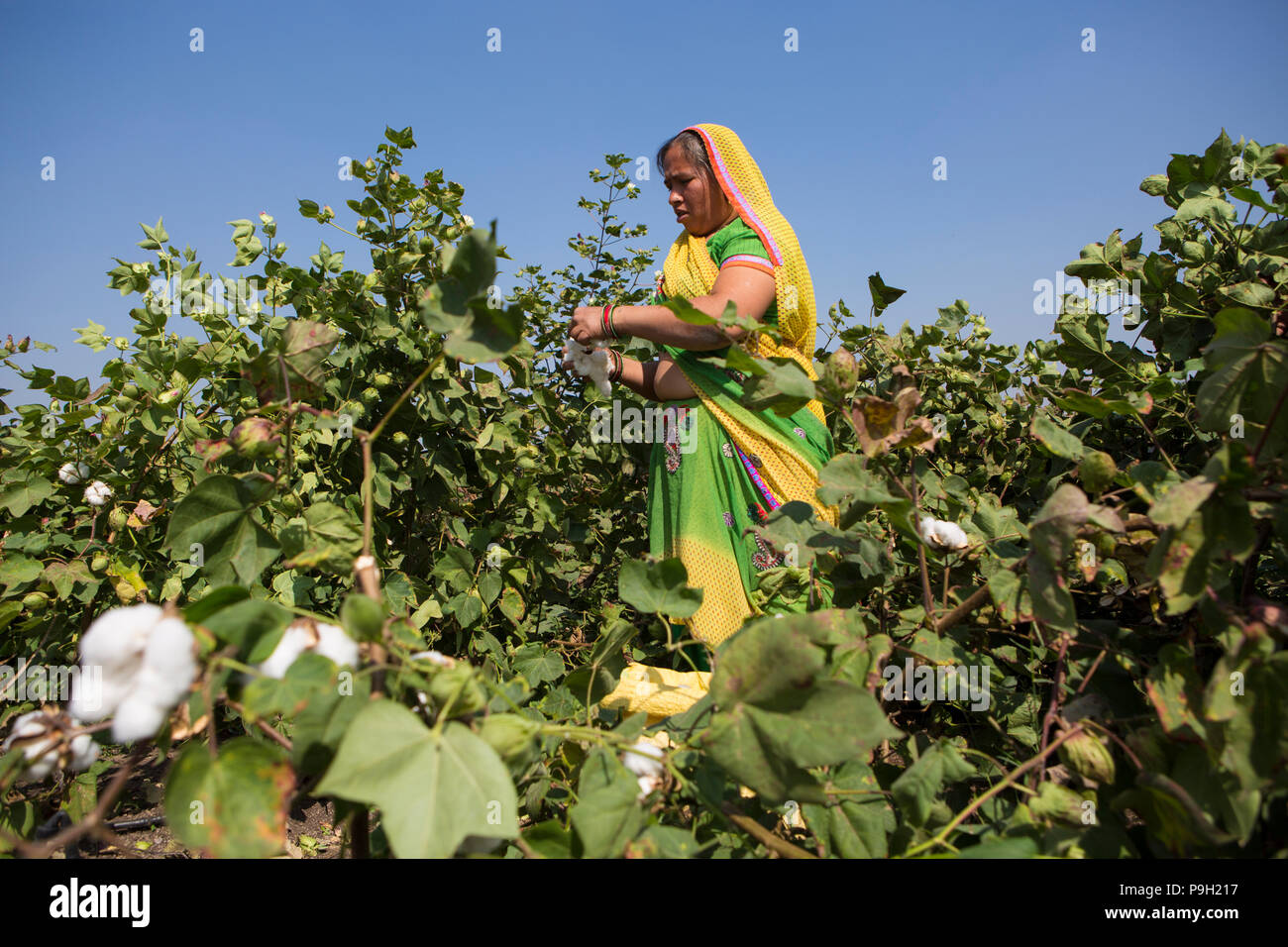 Eine Frau, die Ernte von Baumwolle auf ihrer Farm in Ahmedabad, Indien. Stockfoto