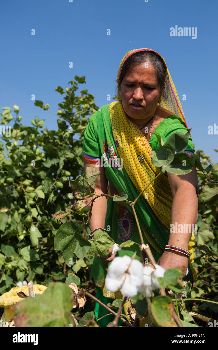 Ein Bauer Ernte Baumwolle auf ihrer Farm in Ahmedabad, Indien. Stockfoto