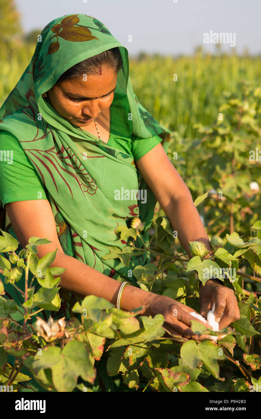 Eine weibliche Farmer pflücken Baumwolle in ihrer Baumwolle Felder auf ihrem Bauernhof, Indien. Stockfoto