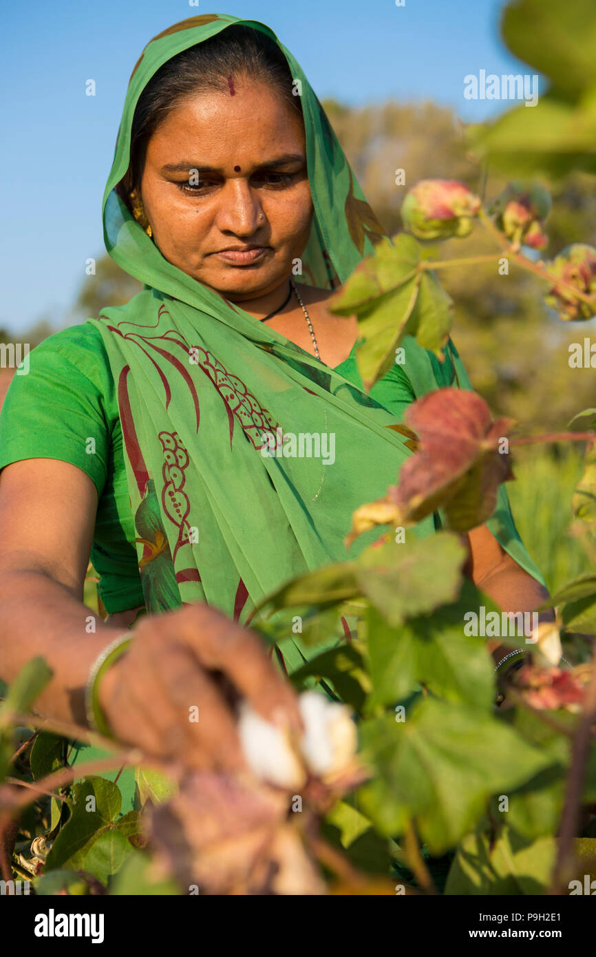 Eine weibliche Farmer pflücken Baumwolle in ihrer Baumwolle Felder auf ihrem Bauernhof, Indien. Stockfoto