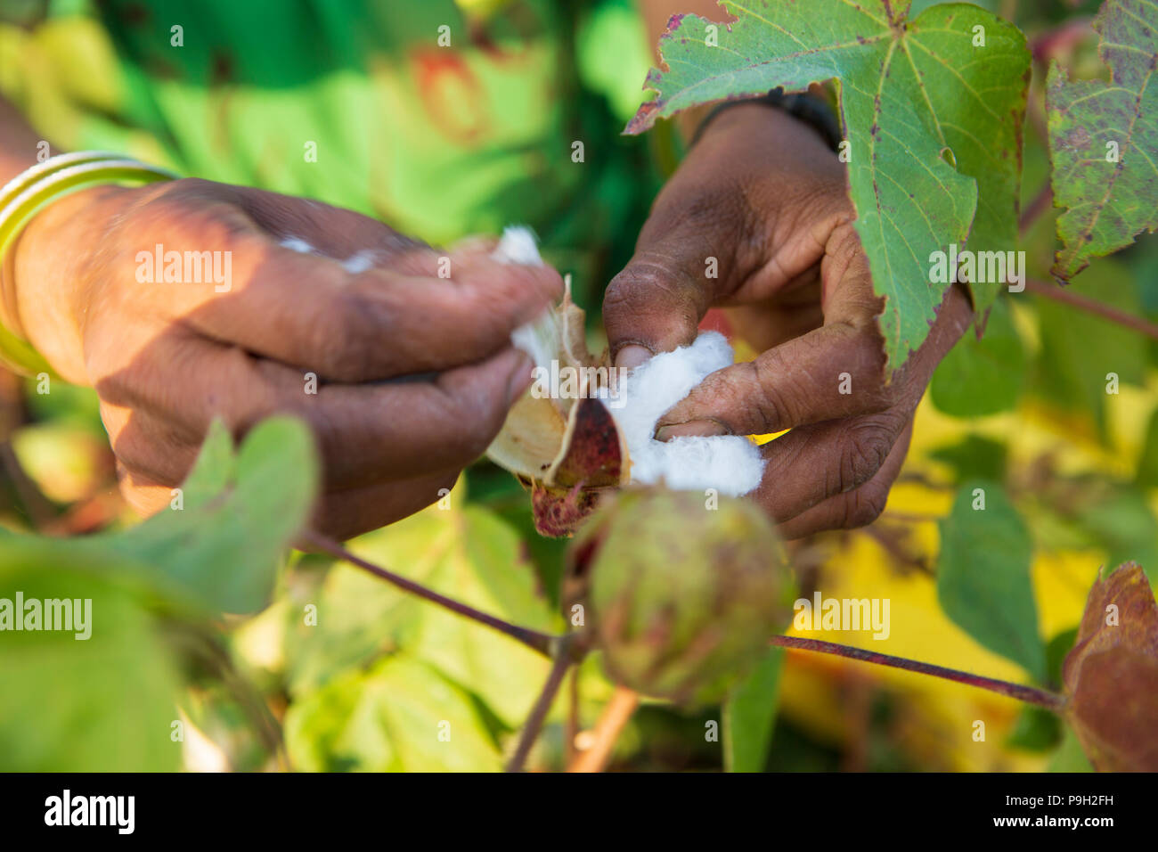 Hände einer Frau Entnahme organische Baumwolle Baumwolle in Indien. Stockfoto