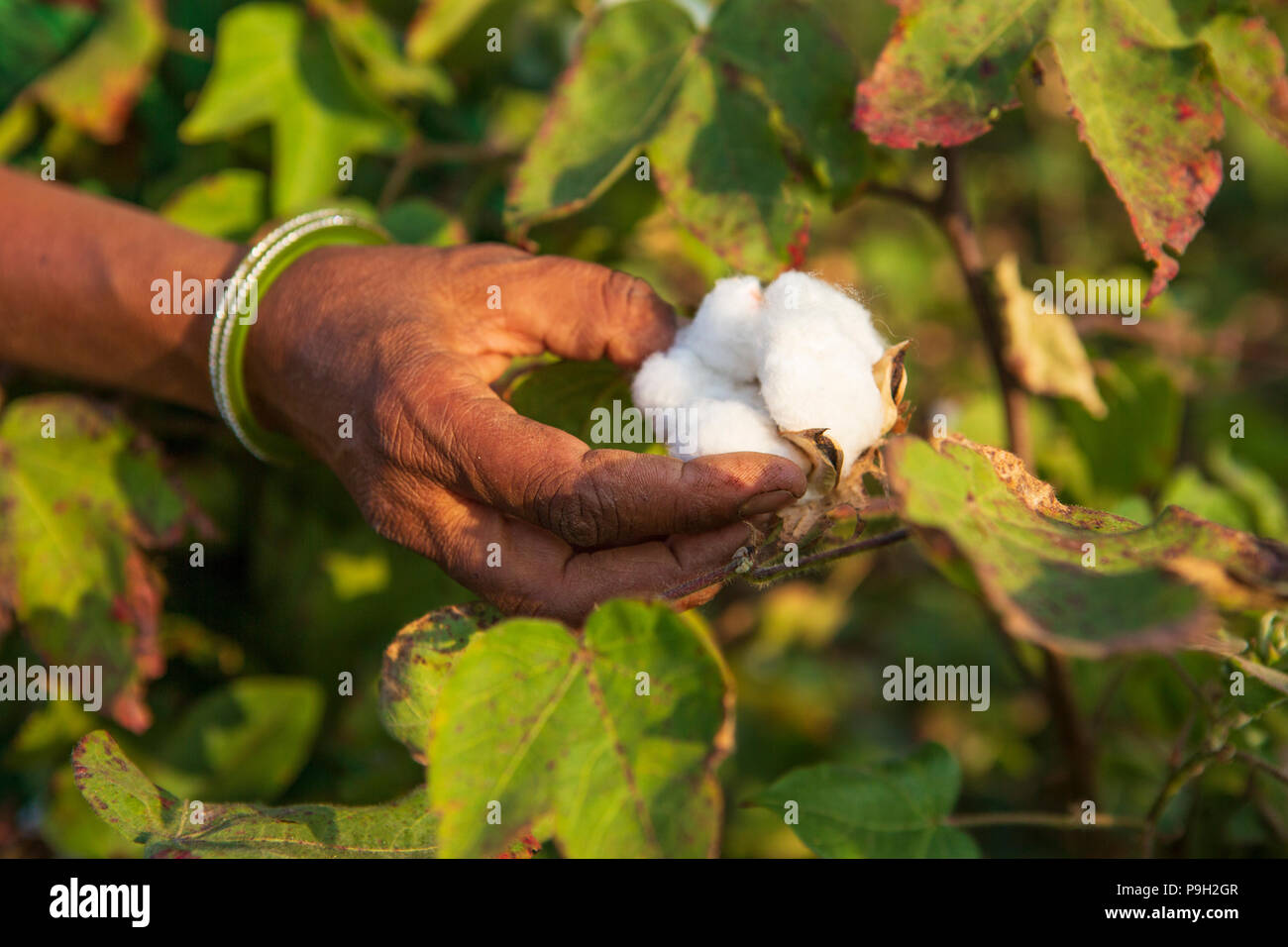 Hände einer Frau Entnahme organische Baumwolle Baumwolle in Indien. Stockfoto