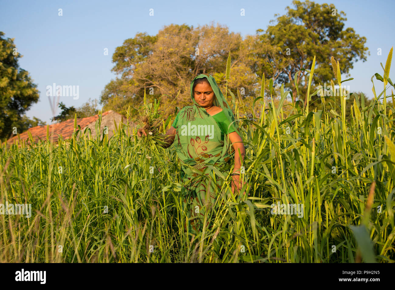 Ein Landwirt auf ihrem Bauernhof in Indien arbeiten. Stockfoto