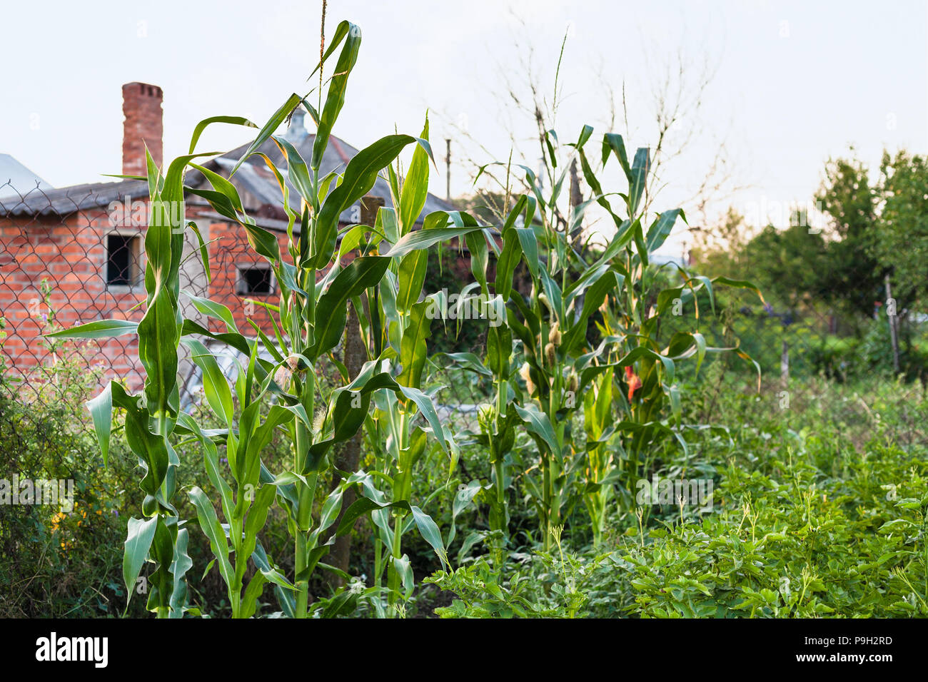 Mais im Land Garten im Sommer am Abend in der Region Krasnodar region Russlands Stockfoto