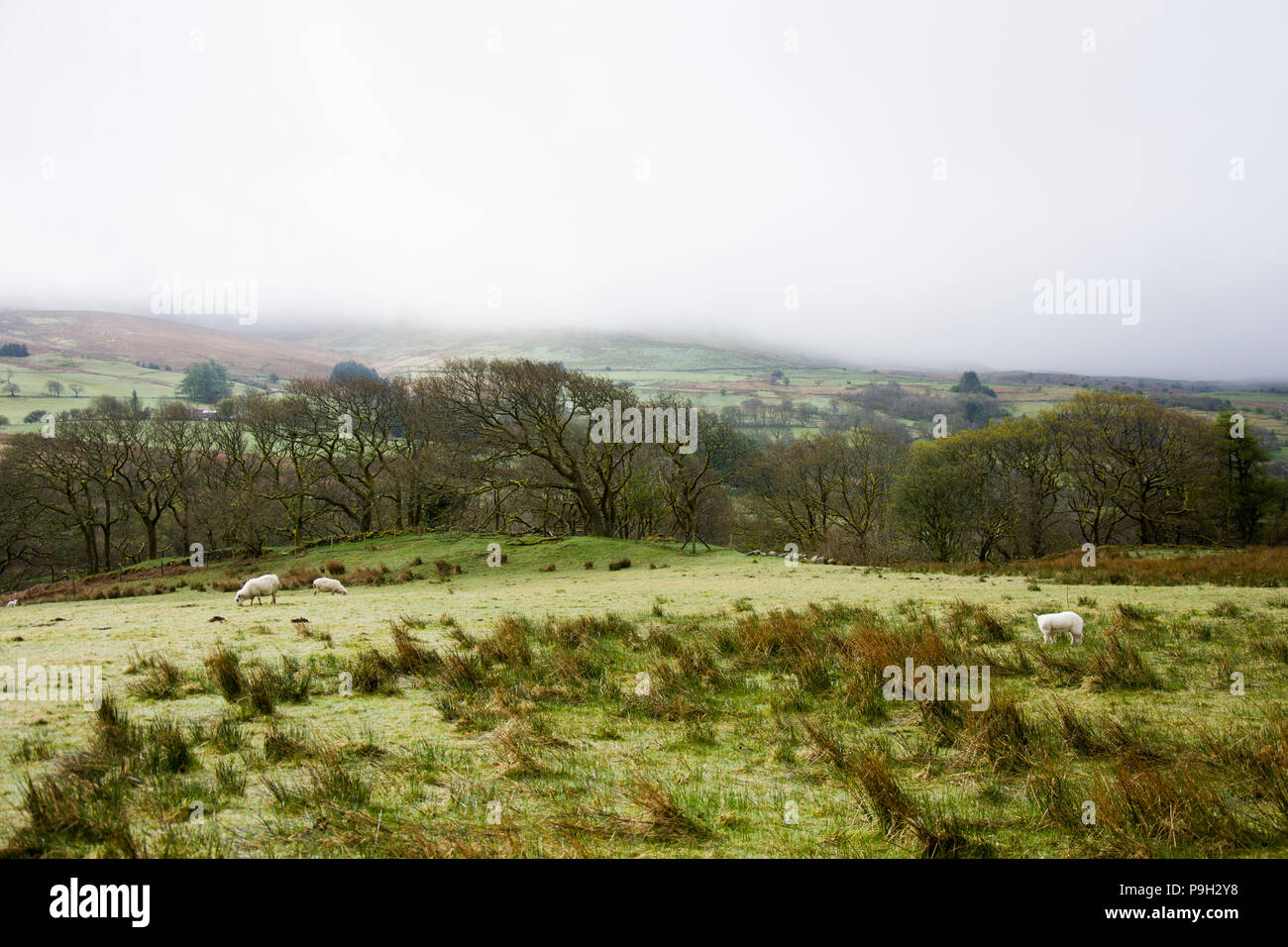 Schafe auf einem nebligen walisischen Hügel im Snowdonia National Park. Stockfoto