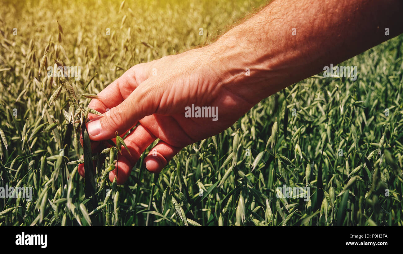 Landwirt Agronom berühren kultivierten grünen Hafer im Feld während der Prüfung der Getreidepflanze Entwicklung Stockfoto