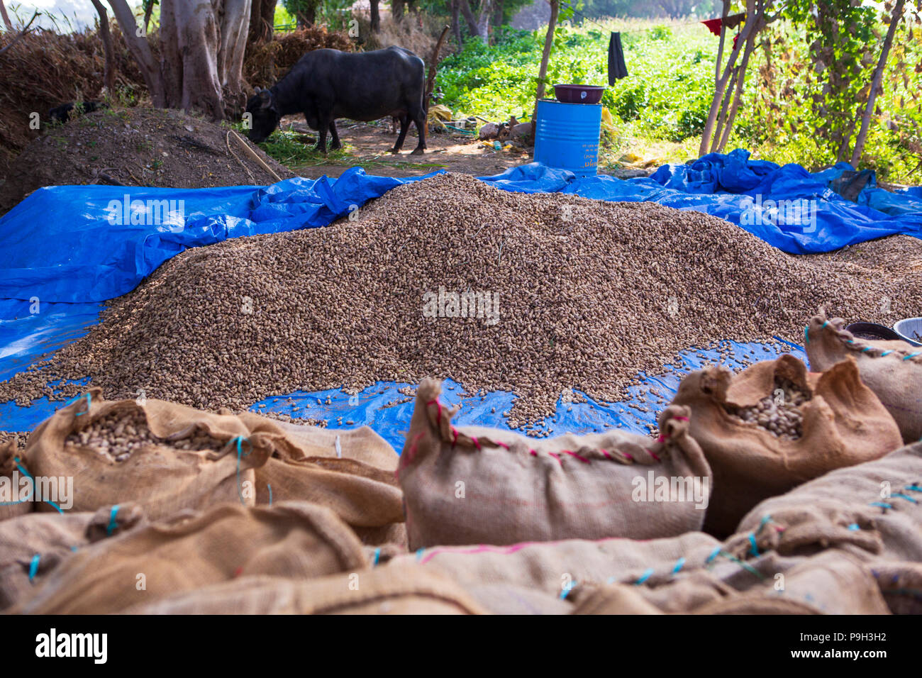 Ein Haufen Erdnüsse auf einem Hof in Indien verteilt. Stockfoto