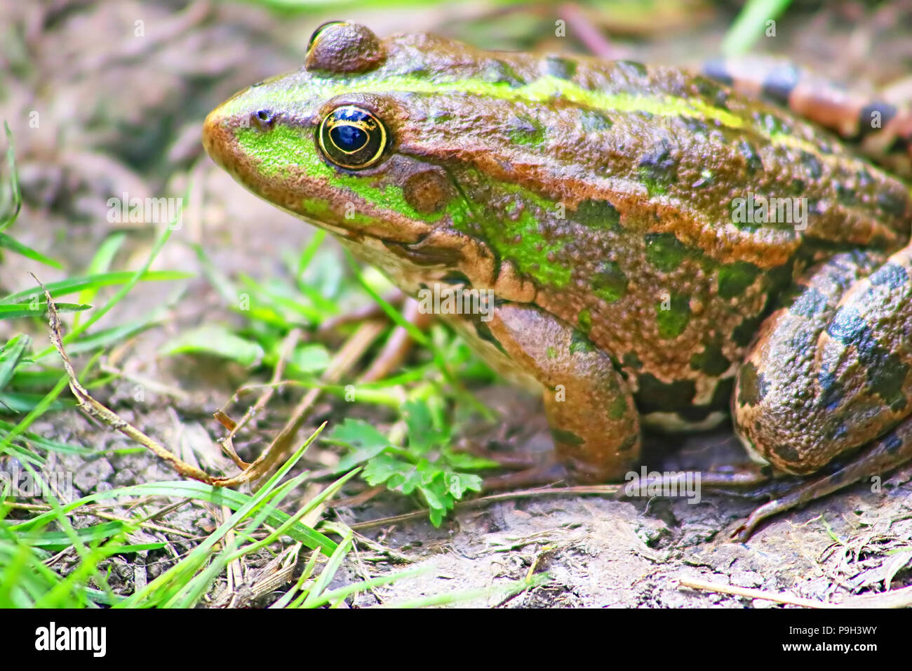 Die Marsh Frosch (Pelophylax ridibundus zur Familie der Echten Frösche