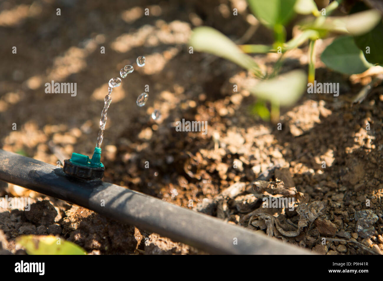 Eine Wasserleitung für die Tröpfchenbewässerung Bewässerung ist eine Anlage auf einem Bauernhof in Madhya Pradesh, Indien. Stockfoto
