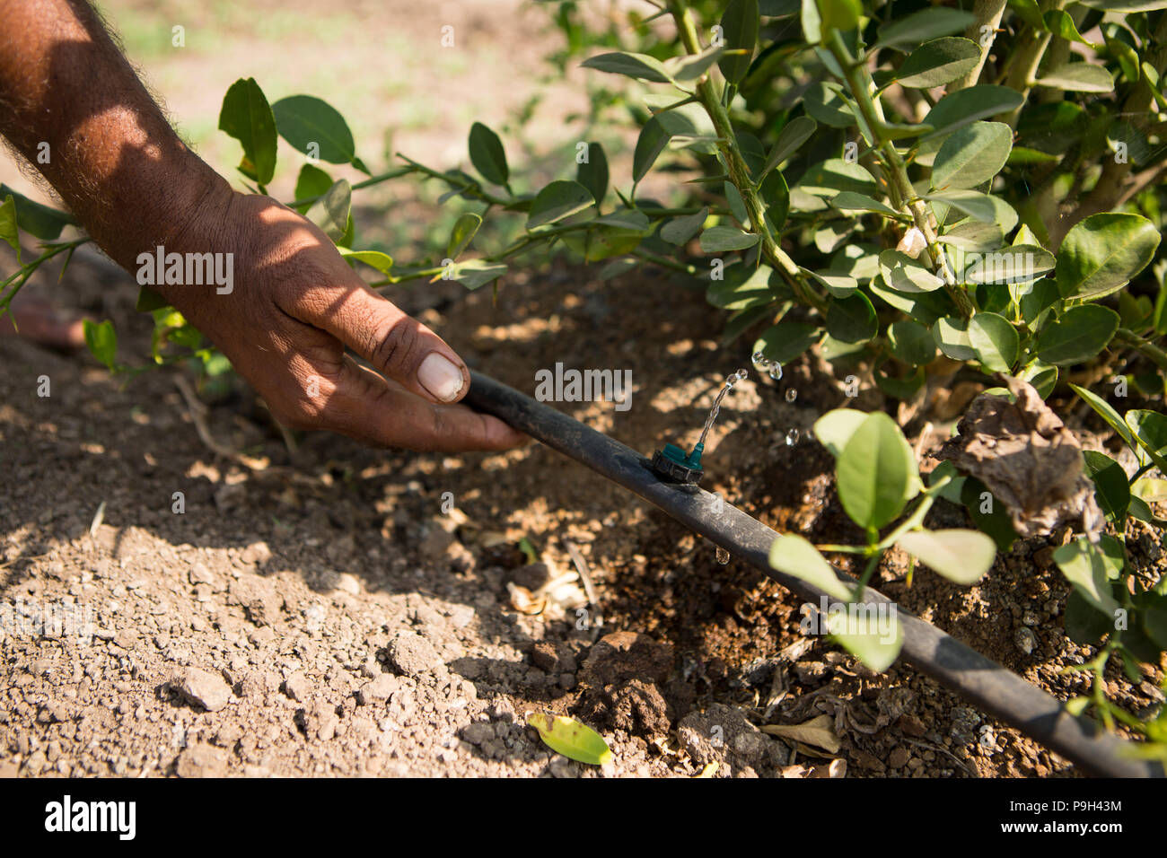 Eine Wasserleitung für die Tröpfchenbewässerung Bewässerung ist eine Anlage auf einem Bauernhof in Madhya Pradesh, Indien. Stockfoto