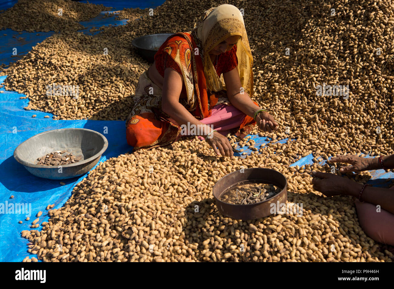 Frauen sortieren durch einen Haufen Erdnüsse auf einem Bauernhof, Ahmedabad, Indien. Stockfoto