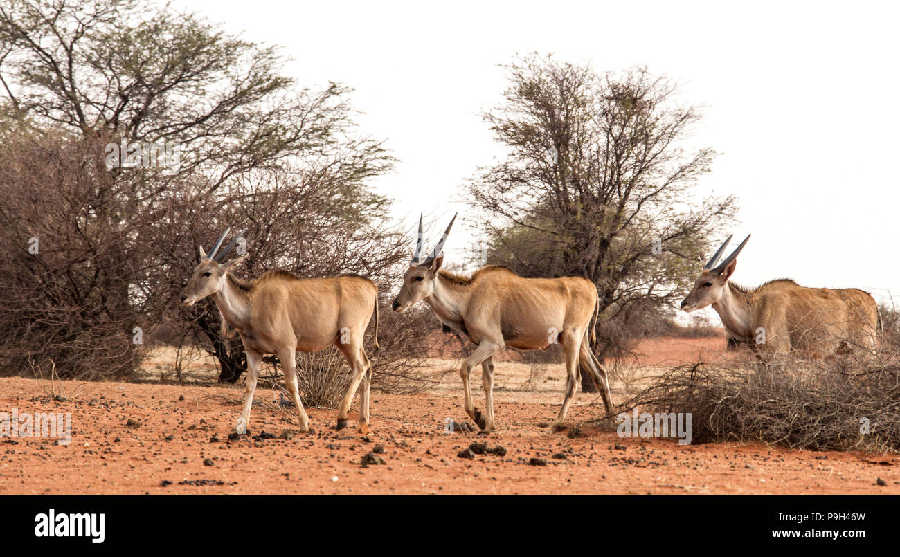Drei gemeinsame Eland - taurotragus Oryx - südliche Eland oder eland Antilope, wandern durch Bush am Rande der roten Kalahari Wüste im Osten Namib Stockfoto