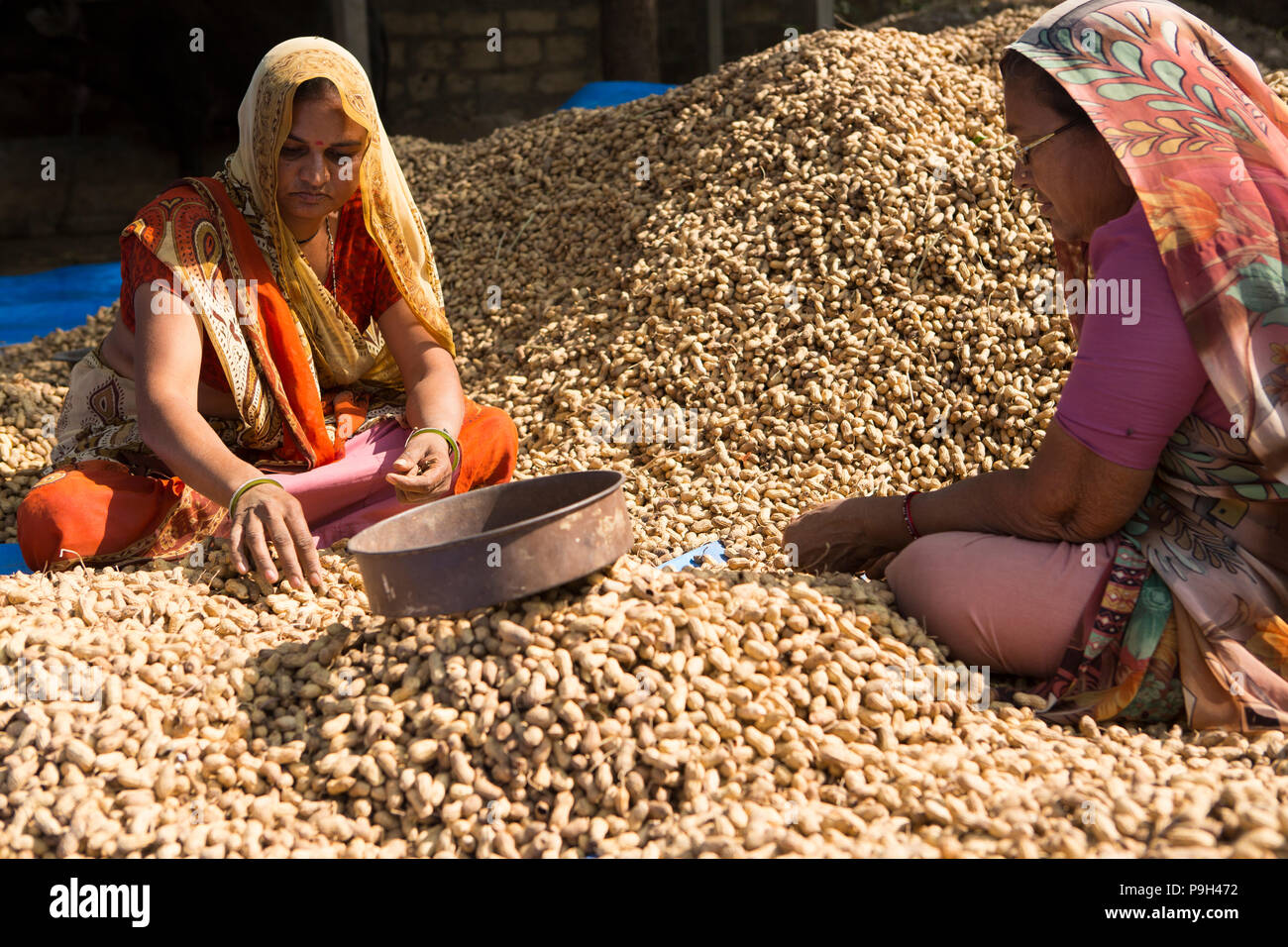 Frauen sortieren durch einen Haufen Erdnüsse auf einem Bauernhof, Ahmedabad, Indien. Stockfoto