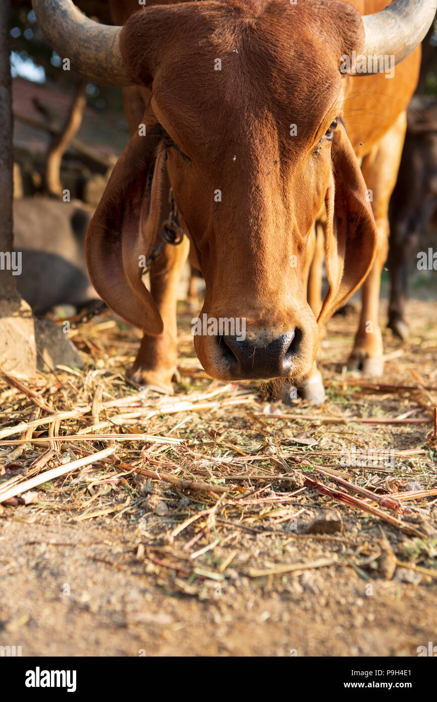 Eine indische Kuh auf einem Bauernhof. Stockfoto