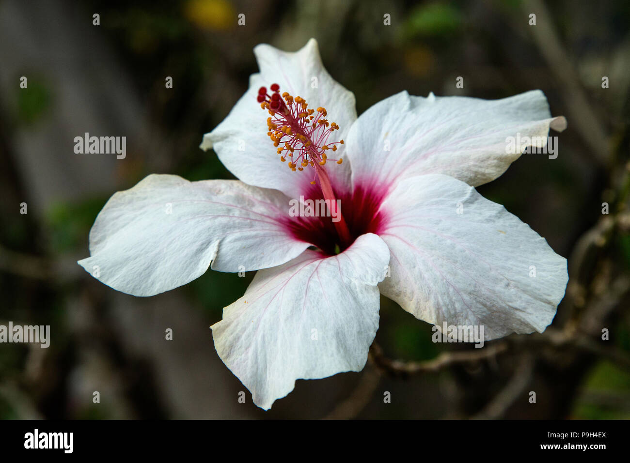 Weiße und rote Hibiskus Blume Stockfoto