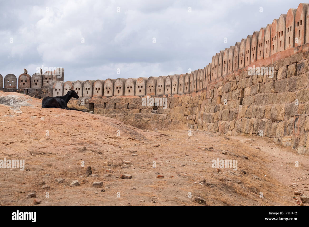 Eine Ziege in einem Abschnitt von den Mauern des 17. Jahrhunderts rock Thirumayam fort in Tamil Nadu ruht, in Indien gebaut auf einem Plateau, das 40 Hektar Stockfoto
