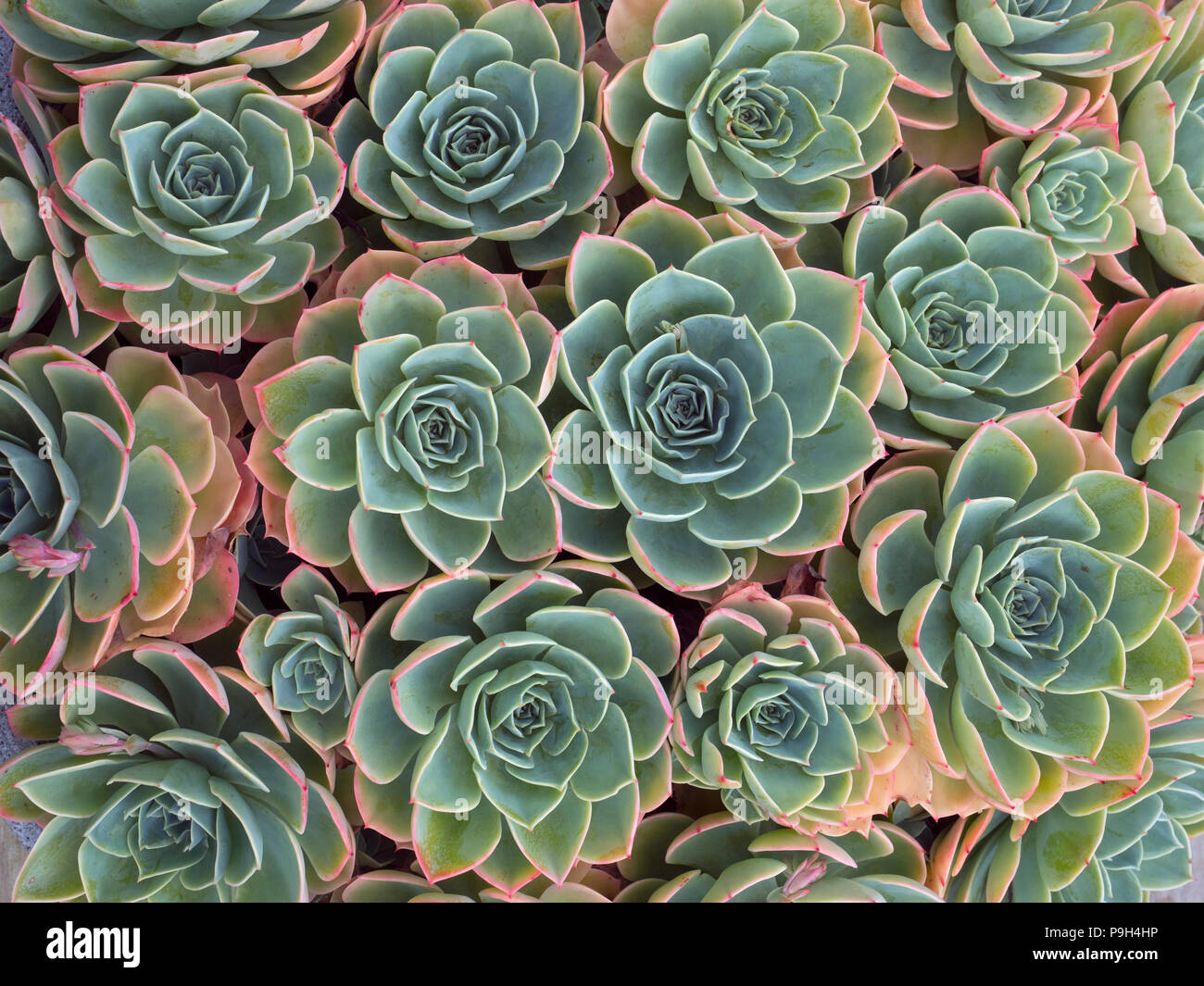 Glaucous echeveria Stockfoto