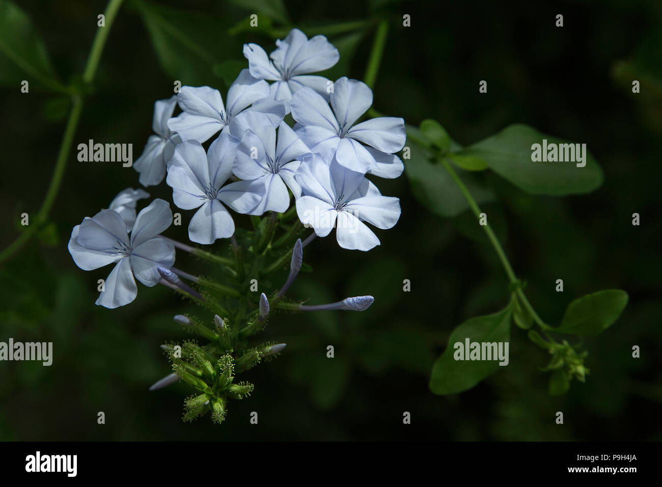 Blaue Blumen von Plumbago auriculata - Das Kap Leadwort. Stockfoto