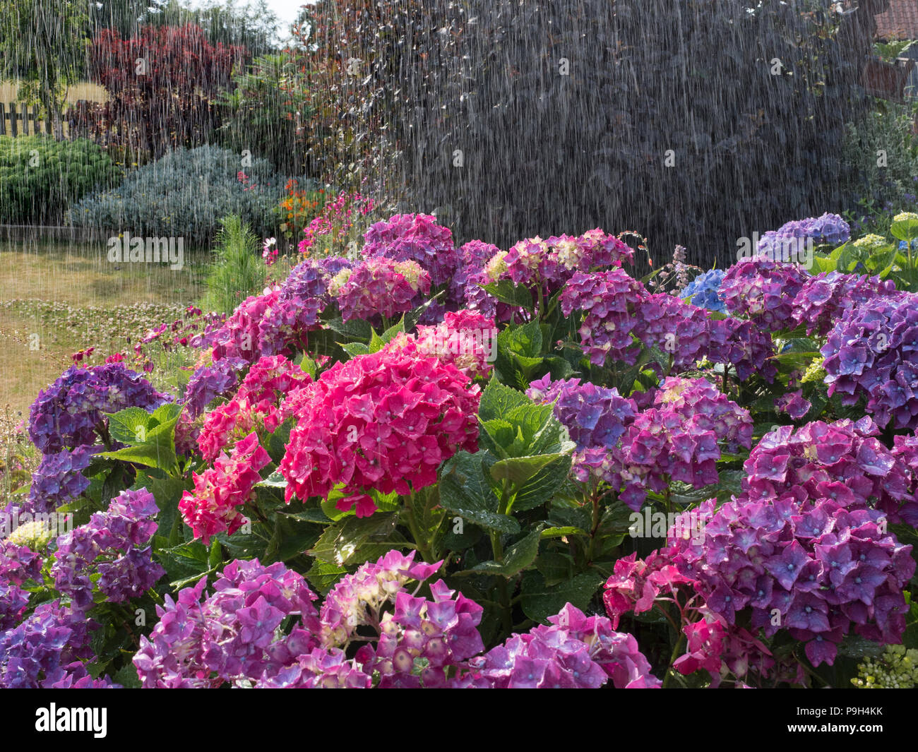Hortensien im Sommer Regendusche Sommer Stockfoto