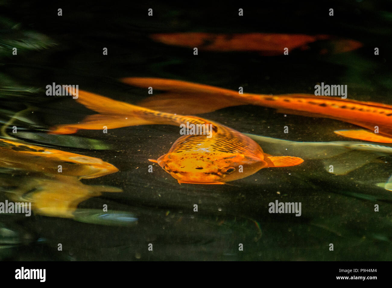 Ein Gold Koi Karpfen oder Koi - Cyprinus carpio - wirbelt durch einen Fischteich. Stockfoto