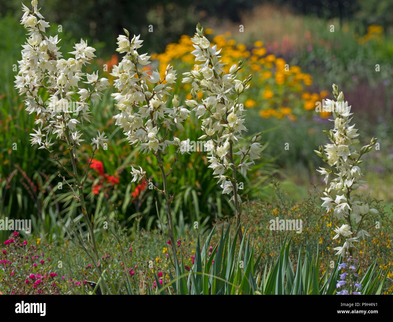 Yucca filamentosa Adam Nadel und Faden, Carolina silk Grass, Sommer Stockfoto