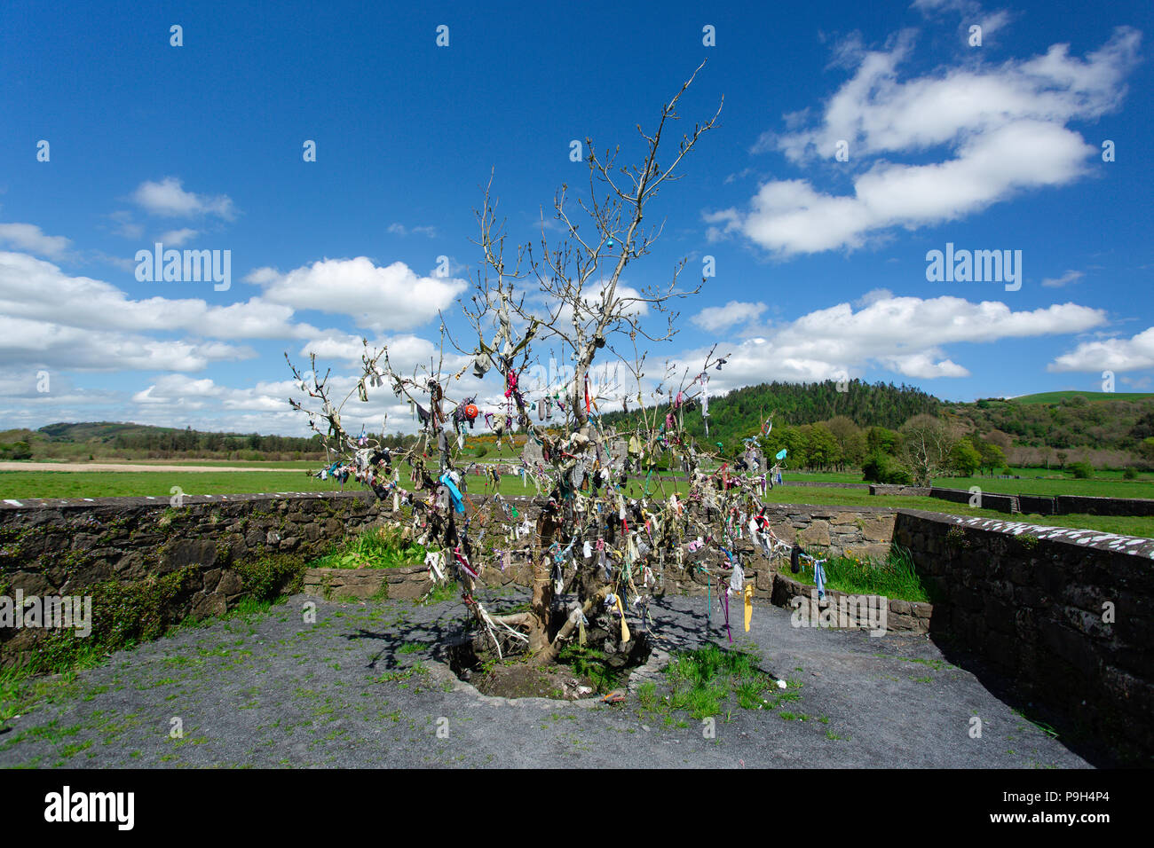 Fore Abbey, County Westmeath, Irland. Rag Baum, die aus den heiligen Brunnen namens Tobernacogany - ein Teil der Sieben Weltwunder im Vordergrund. Stockfoto