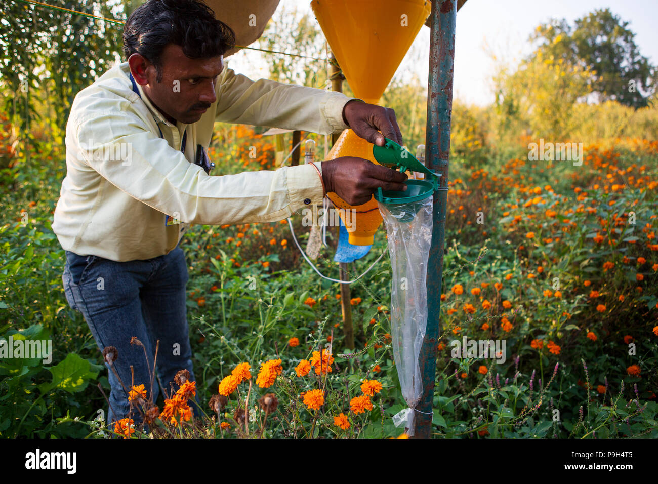 Ein Mann prüft einen Insektenfalle, um mehr über die verschiedenen Tiere und Insekten Pflanzen bei Vasudha organische Solution Center ziehen lernen. Stockfoto